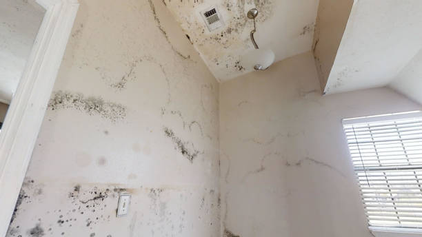 Best Mold Documentation for Insurance Claims  in Rancho Santa Fe, CA
