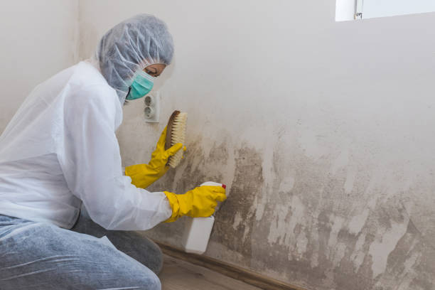 Best Emergency Mold Remediation  in Rancho Santa Fe, CA