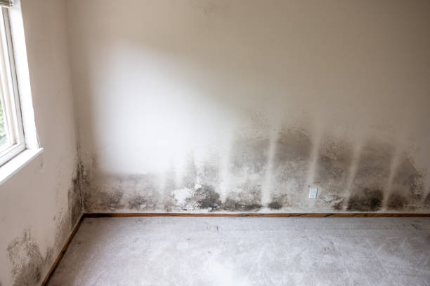 Best Air Quality Testing for Mold Spores  in Rancho Santa Fe, CA