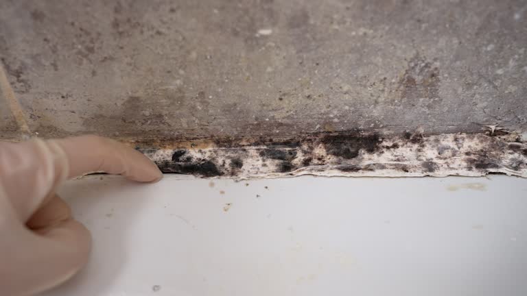 Best Biohazard Mold Removal  in Rancho Santa Fe, CA